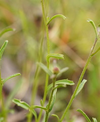 Brachyscome aculeata