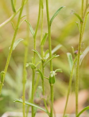 Brachyscome aculeata