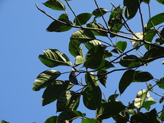 Ficus variegata garciae