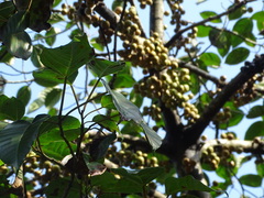 Ficus variegata garciae