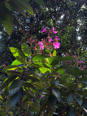 Pleroma candolleanum