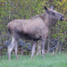 European Elk - Photo (c) Mehd Halaouate, some rights reserved (CC BY-NC), uploaded by Mehd Halaouate