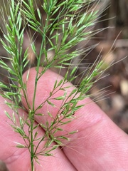 Dichelachne micrantha