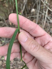 Dichelachne micrantha