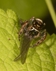 Opisthoncus abnormis