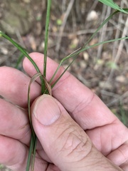 Dichelachne micrantha