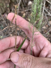 Dichelachne micrantha