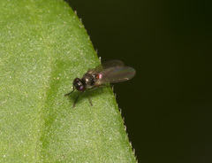 Hydrellia tritici