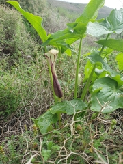 Arum hygrophilum
