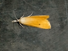 Scirpophaga incertulas