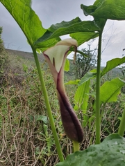 Arum hygrophilum