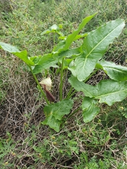 Arum hygrophilum