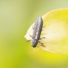 Rhinotia sparsa