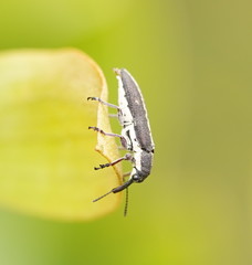 Rhinotia sparsa