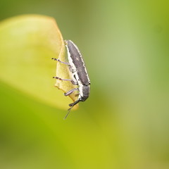 Rhinotia sparsa