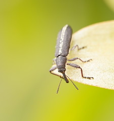 Rhinotia sparsa
