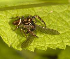 Opisthoncus abnormis