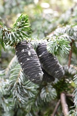 Abies nephrolepis