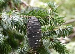 Abies nephrolepis