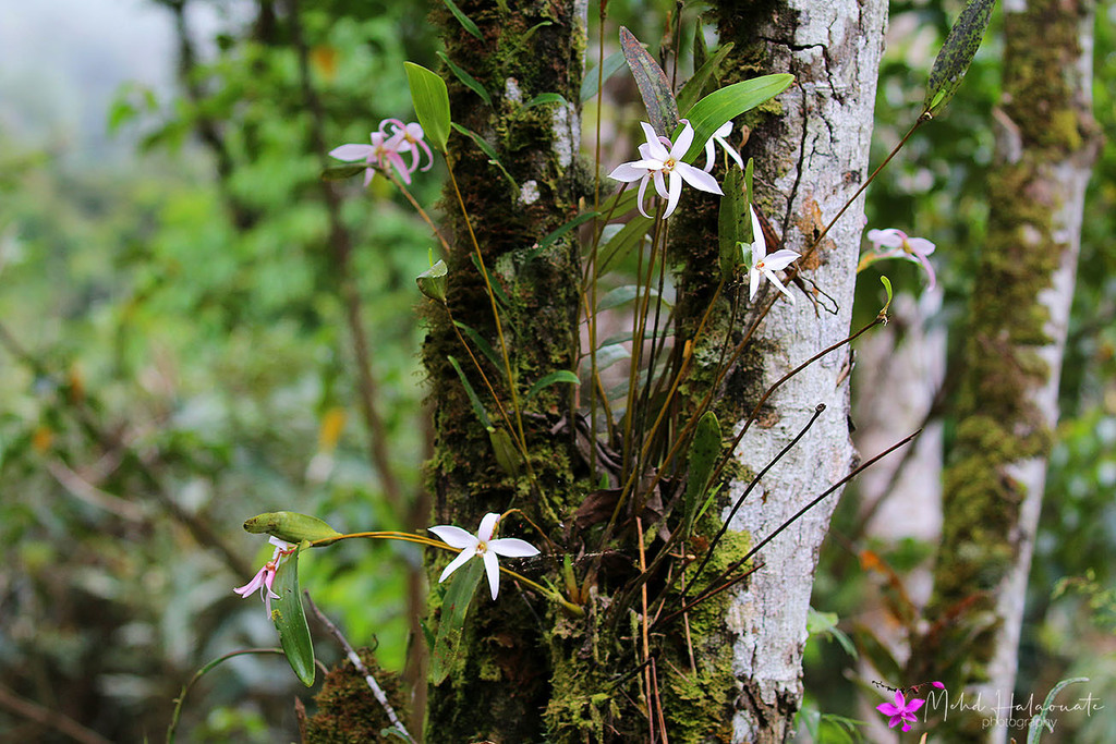 Dendrobium centrale J.J.Sm. 2