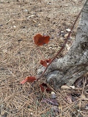 Pistacia terebinthus