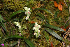 Calanthe caulescens