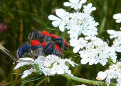 Trichodes umbellatarum