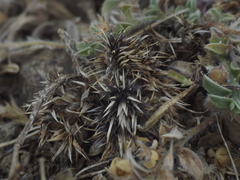 Lepidagathis trinervis