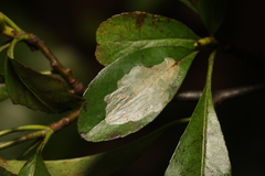 Phyllonorycter leucographella