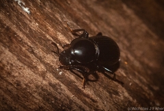 Hydissus feronioides