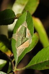 Phyllonorycter leucographella