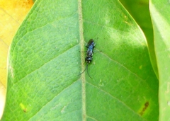Dolichurus