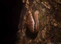 Nitor pudibundus