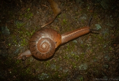Terrycarlessia