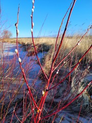 Salix daphnoides