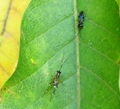 Dolichurus