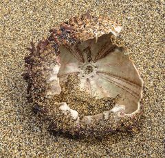 Paracentrotus lividus