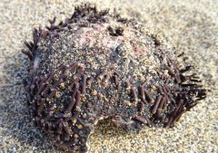 Paracentrotus lividus
