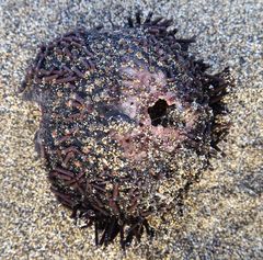 Paracentrotus lividus