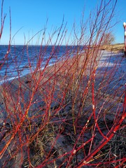 Salix daphnoides