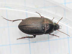 Amara eurynota