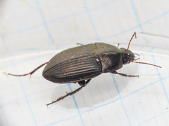 Amara eurynota