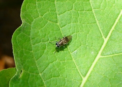 Adoxomyia