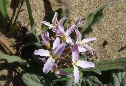 Matthiola bolleana subsp. morocera image