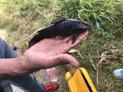 Callichthyinae