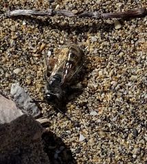 Micromeriella hyalina