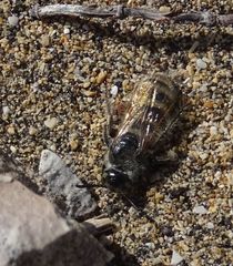 Micromeriella hyalina