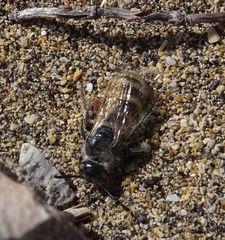 Micromeriella hyalina