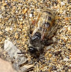 Micromeriella hyalina