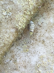 Luffia ferchaultella